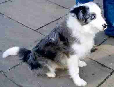 Posts By Valgrays Border Collie Rescue Surrey Dogs For