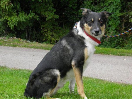 Posts by St Giles Kennels and Rehoming Centre Somerset | Dogs for ...