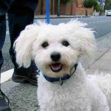 female bichon