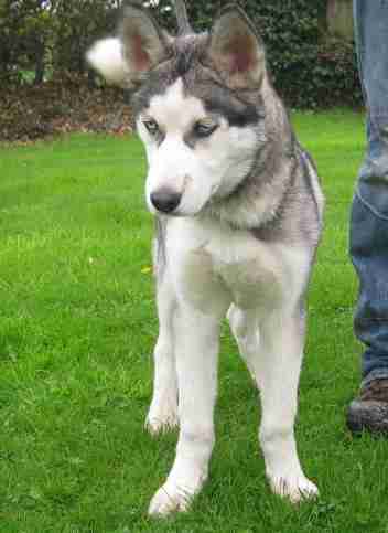 4 month old husky
