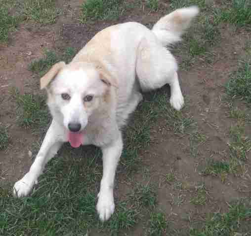 japanese spitz x golden retriever