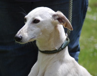 Claudia – 18 month old female Saluki cross Whippet dog for adoption