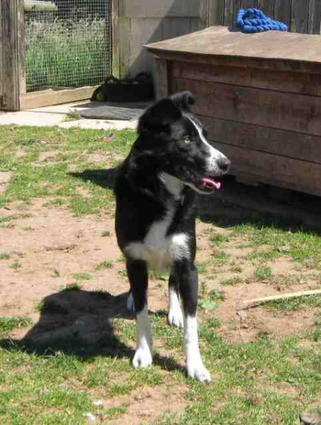 Lizzie – 1 year old female Border Collie dog for adoption