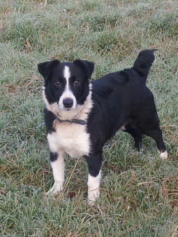 jack russell cross collie
