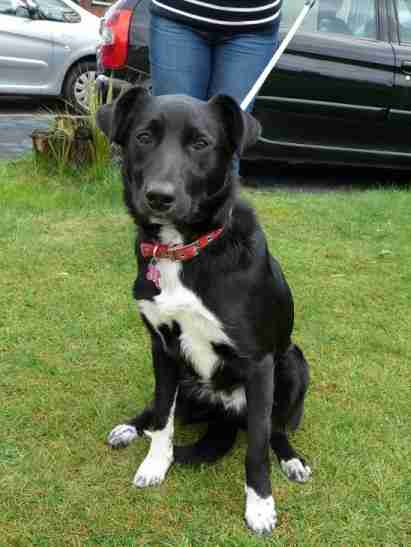 Hal - 8 month old male Border Collie cross Labrador available for adoption
