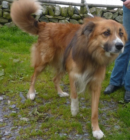 Max – 5 year old male Welsh Sheepdog dog for adoption