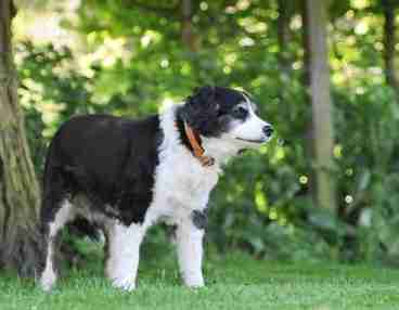 border collie cavalier mix