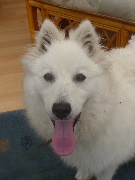 Sonny 5 Month Old Male Japanese Spitz Available For Adoption