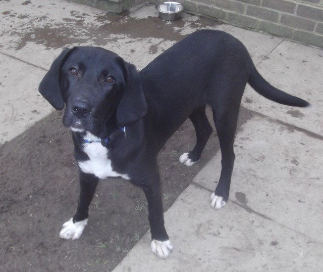 Murray – 5-6 month old male Labrador cross Pointer dog for adoption