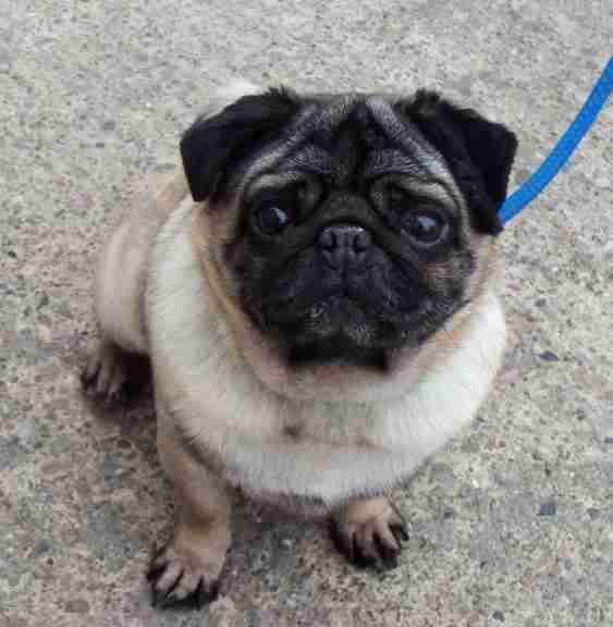 Morris 6 year old male Pug available for adoption