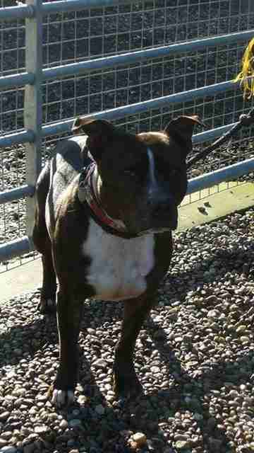 Ruff Luck Rescue Warwickshire Dogs For Adoption Dogsblog Com