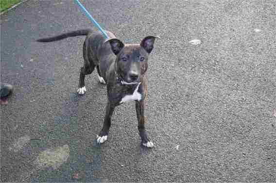 staffy whippet cross temperament