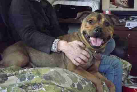 Loving Homes Dog Rescue Devon Dogs For Adoption Dogsblog Com