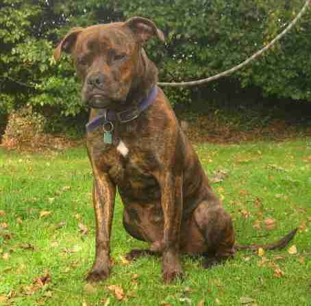 staffy cross boxer brindle