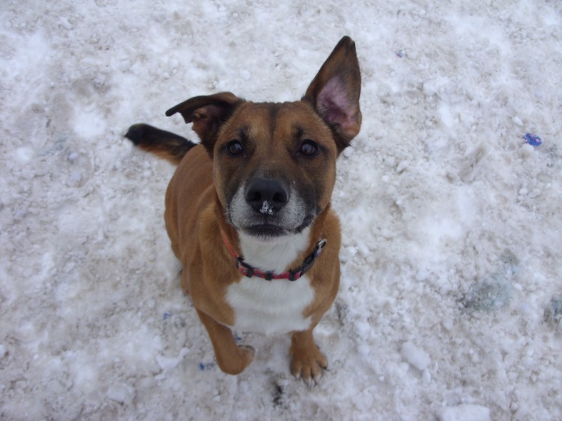 Pennine Pen Animal Rescue Lancashire Dogs for Adoption