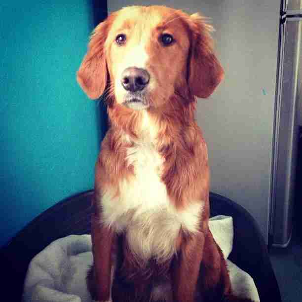 irish setter husky mix