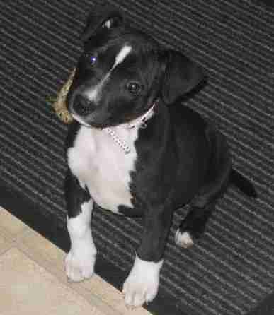 10 week old staffy puppy