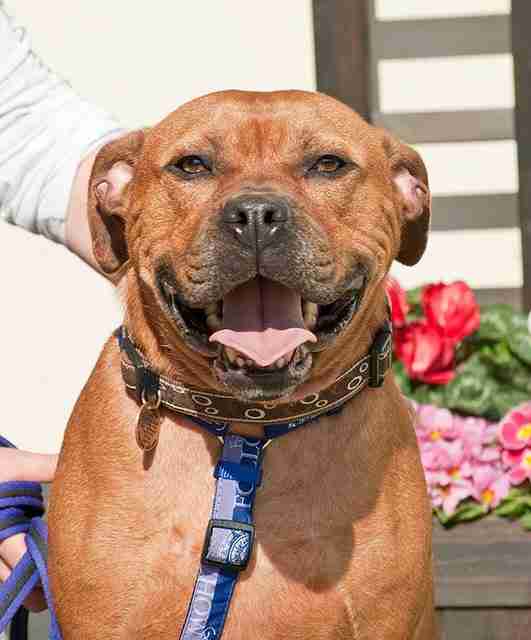 Atlas 3 year old male Rhodesian Ridgeback cross Staffordshire Bull Terrier available for adoption