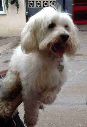 maltese cross bichon