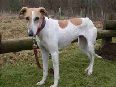 Bambi – 3 year old female Greyhound cross Whippet dog for adoption