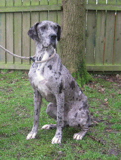 Ella – 2-3 year old female Great Dane dog for adoption