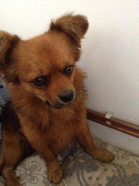 Golo - 1 year old male Pomeranian cross Pekingese available for adoption