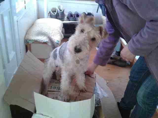 mini wire haired terrier