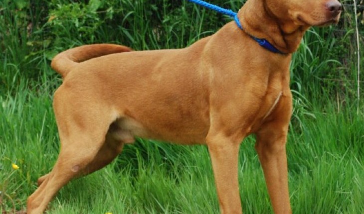 Clancy – 4 year old male Hungarian Vizsla cross Labrador dog for adoption