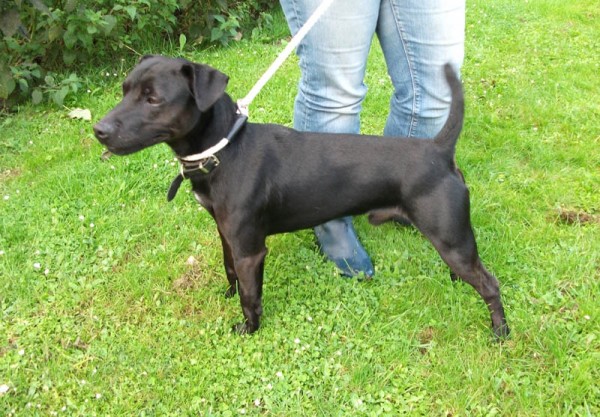 18 month old male Labrador cross 