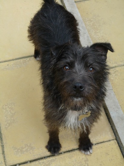 Poppy – 8 month old female Cairn Terrier Cross dog for adoption