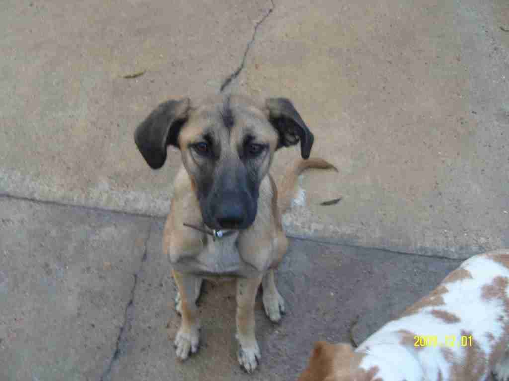 Manny 1 year old male Lurcher cross German Shepherd Dog available for adoption Manny 1 year old male Lurcher cross German Shepherd Dog available for adoption