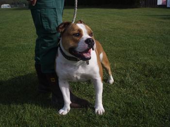 english bulldog cross staffy temperament