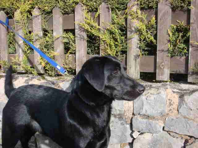flat haired lab