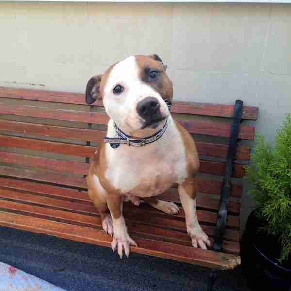 Mayhew Animal Home Dogs for Adoption Page 13 of 106