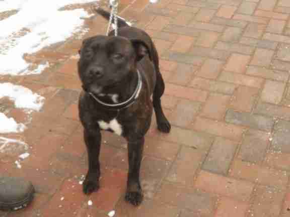 staffordshire bull terrier 1 year old