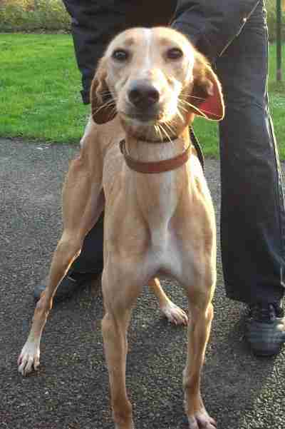 lurcher beagle cross