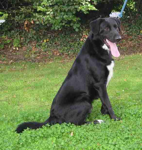 Robbie 18 month old male Collie cross Labrador available for adoption