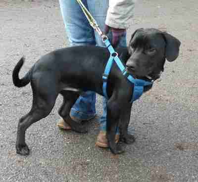 staffy x cocker spaniel