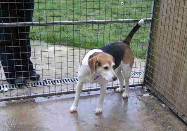 Jerry Green Dog Rescue Nottinghamshire Dogs for Adoption