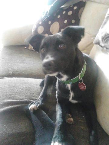 Stella – 1-2 year old female Whippet cross Labrador dog for adoption