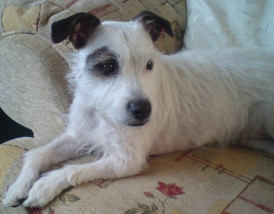 Patch - 2 year old female Parson Russell Terrier available for adoption