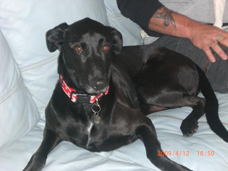 Jet - 6 year old male Lurcher Cross Labrador available for adoption