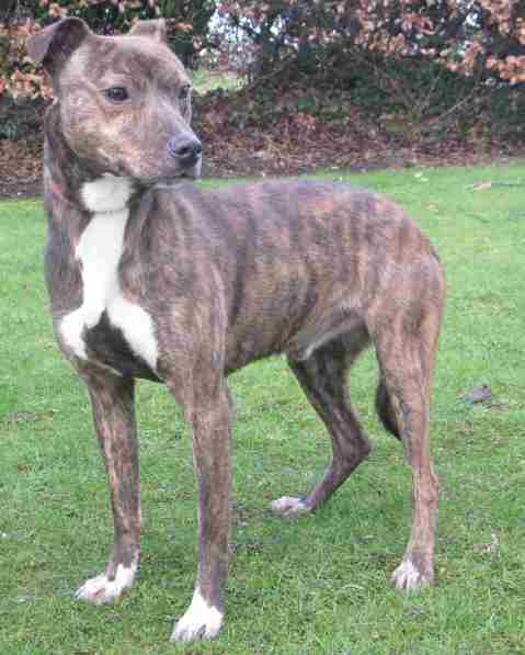 staffy cross lurcher