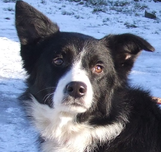 Don – 2 year old male Border Collie dog for adoption