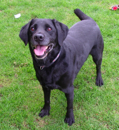 7 year old labrador