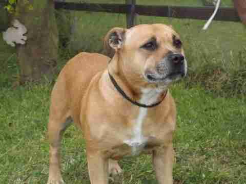 little angel staffie rescue