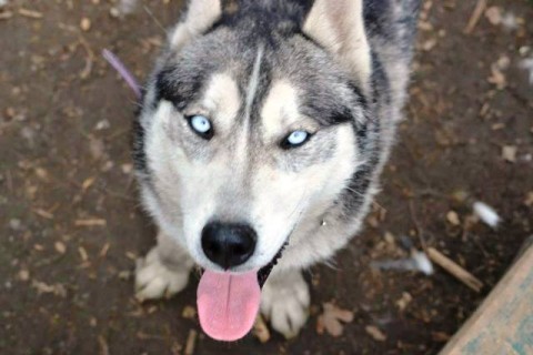 Sasha – 15 month old female Siberian Husky dog for adoption