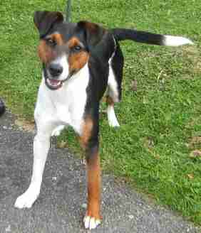 jack russell cross rottweiler