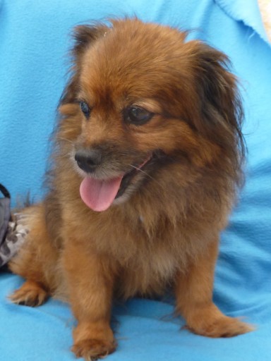 Max - 7 Year Old Male Tibetan Spaniel Available For Adoption