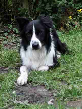 2 year old border collie